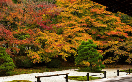1234995 (a): :2560x1590